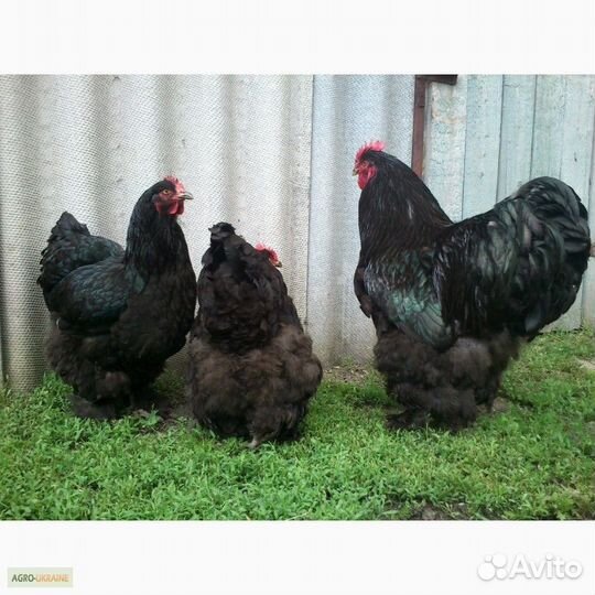 Брама - куры и петух (семья)