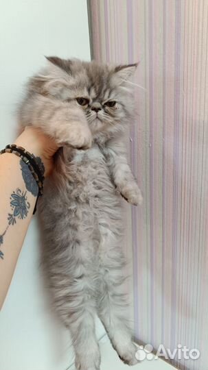 Персидские котята