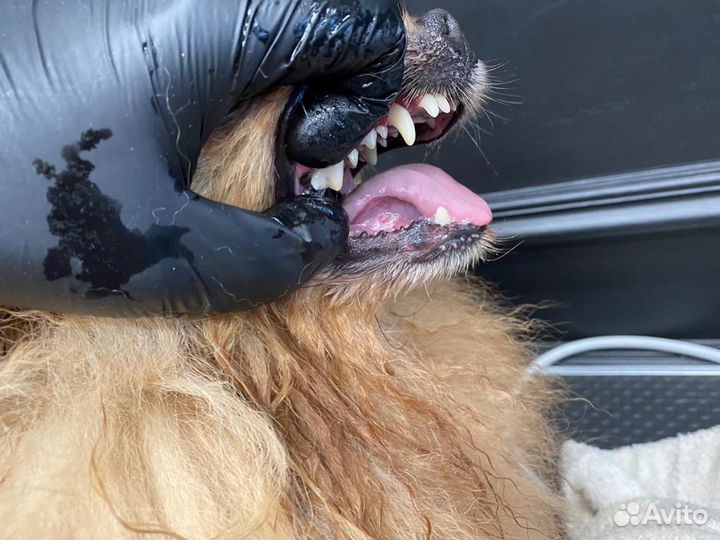 Ультразвуковая чистка зубов собакам без наркоза