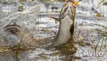Отдых и рыбалка на реке Амга