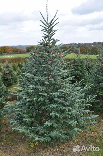 Пихта Фразера