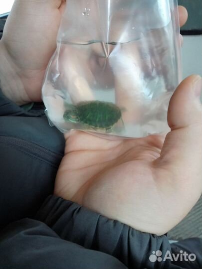 Черепаха водная