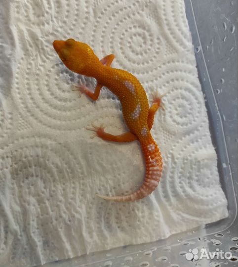 Ящер Эублефары от Кросса Блада Очень яркие рыжики