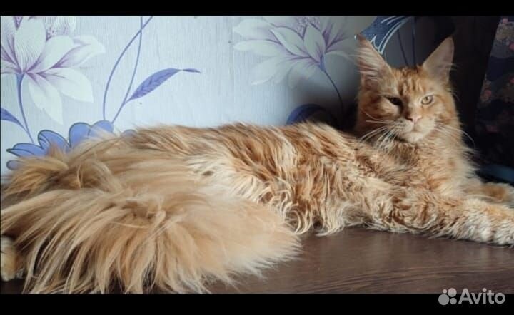 Мейн-кун вязка