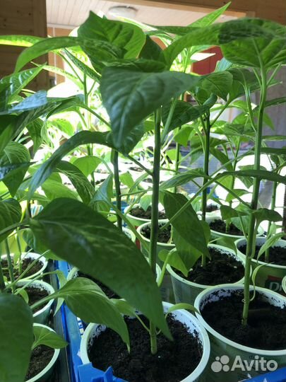Продаю рассаду Перца Сладкого и Помидор