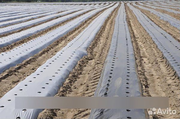Плёнка для Клубники и Земленика