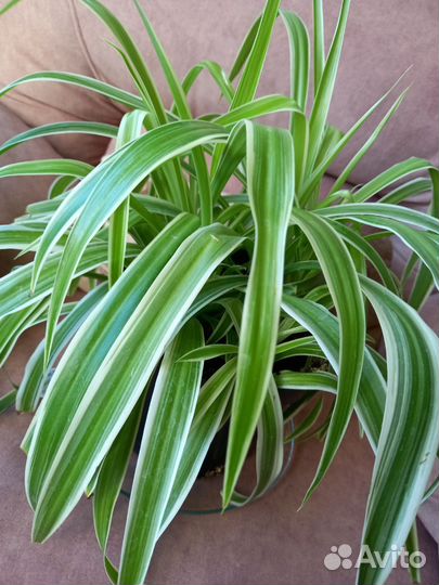 Хлорофитум