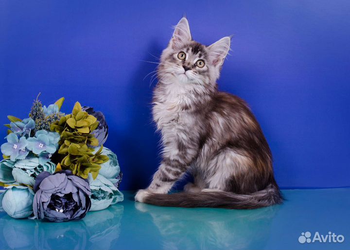 Котята мейн-кун