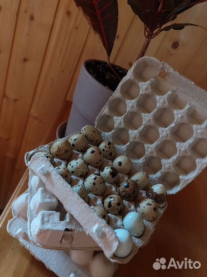 Яйца перепелиные домашние