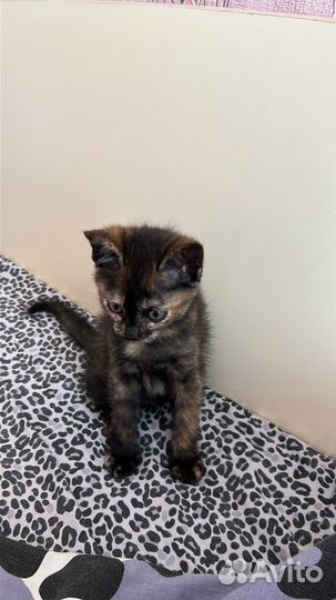 Тишка кошка