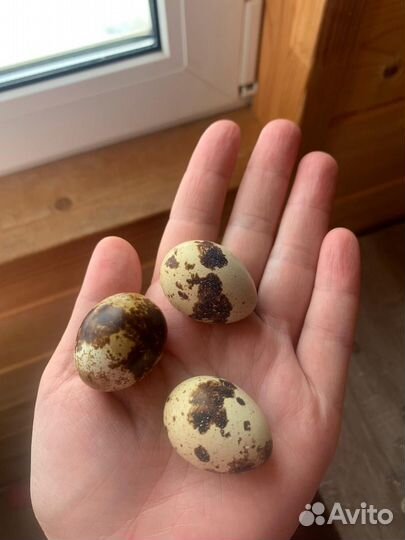 Яйца перепелиные домашние