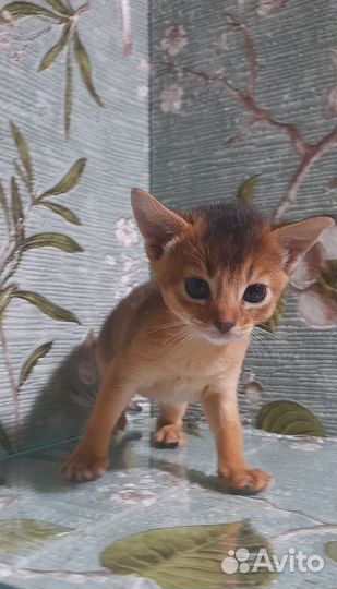 Абиссинские котята