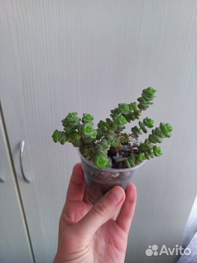 Орбея. Суккуленты. Алоэ вера. Крассула марнье