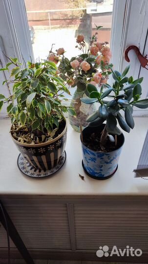 Живые цветы в горшках