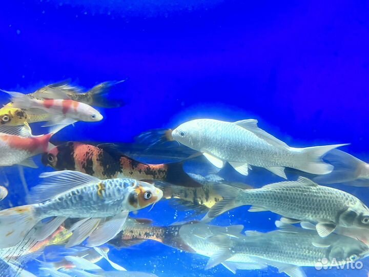 Карп Кои 18-22 см