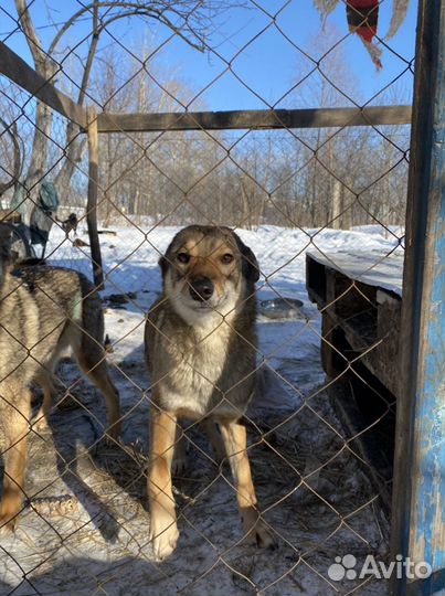 Собаки охранницы стерилизованные
