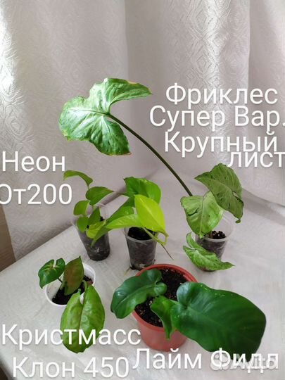 Сингониум Филодендрон