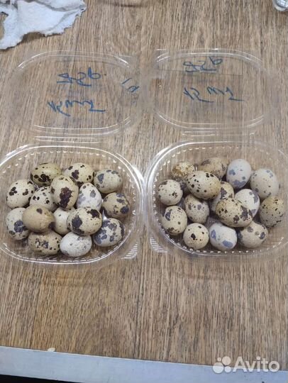 Яйца перепелиные домашние