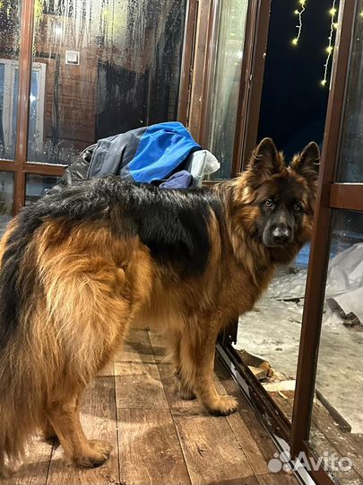 Немецкая овчарка вязка