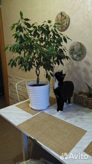 Комнатные цветы