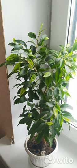 Сортовые фикусы