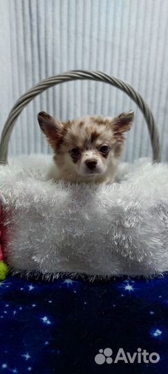 Чихуахуа девочка шоколадный мерле