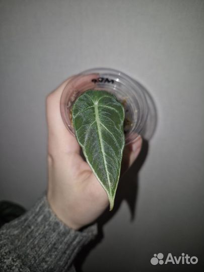 Алоказия блек вельвет детка