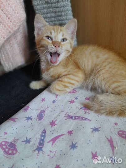 Апельсинка