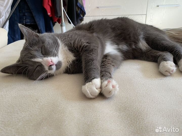 Кошка бесплатно