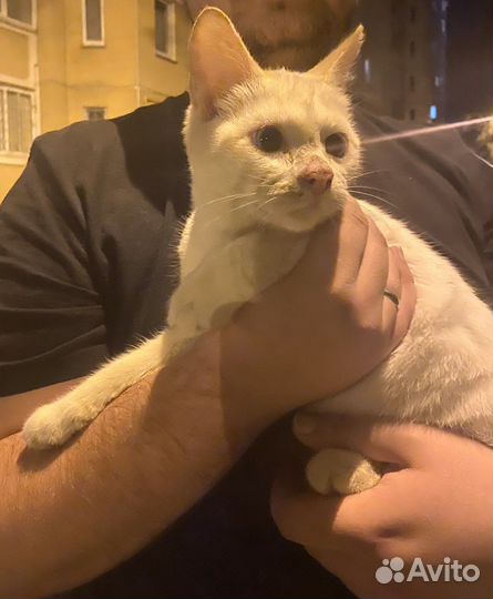 Кот в добрые руки