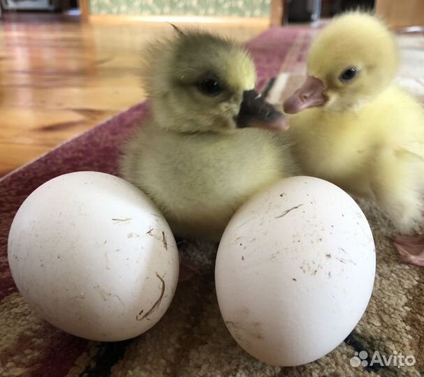 Инкубационное яйцо гусей и кур