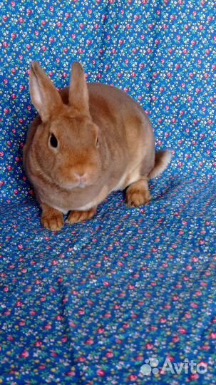 Карликовый рекс