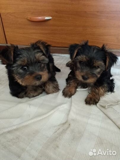 Йоркширский терьер щенок