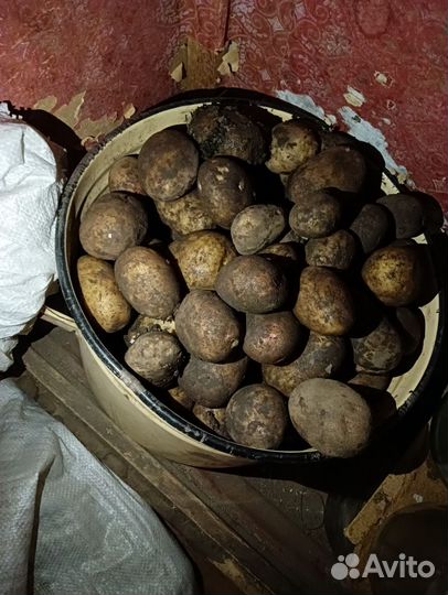 Продам картофель домашний