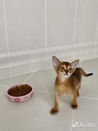 Абиссинские котята