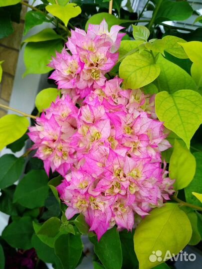 Бугенвиллия махровая белая