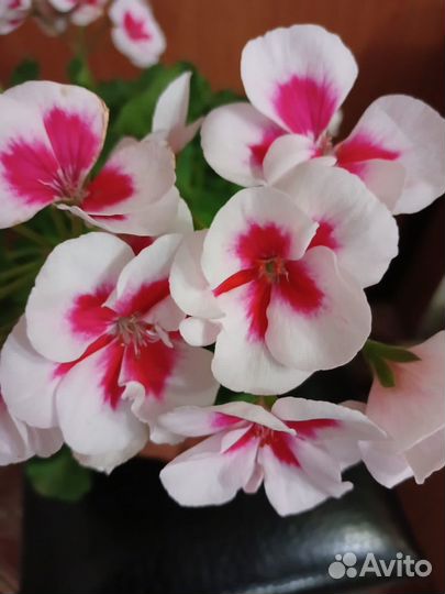 Пеларгония герань, самшит, бересклет