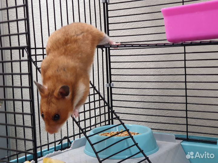 Продам сирийских хомяков