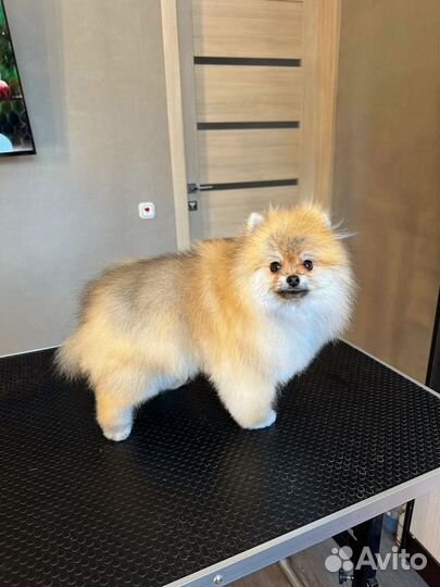 Померанский шпиц