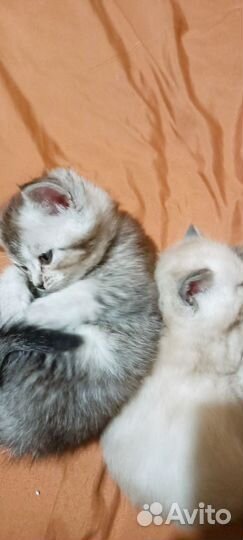 Продам Британских котят