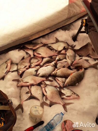 Живая, свежая рыба