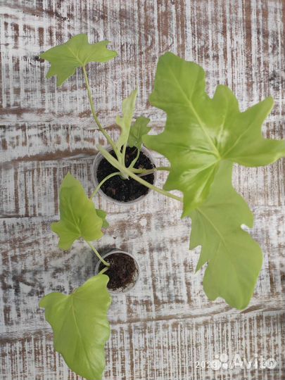 Филодендрон Варшевича Голд Сатин