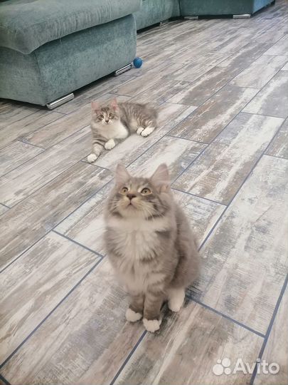 Кошки Курильский Бобтейл