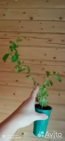 Фуксия Natasha Sinton