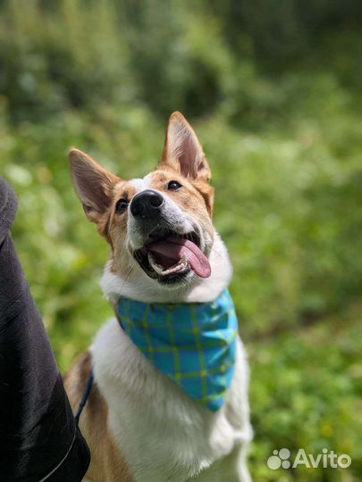 Собака в добрые руки отдам бесплатно