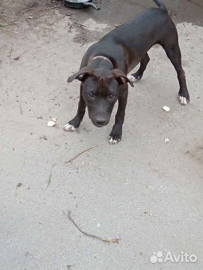 Собака питбуль