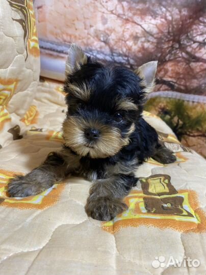 Йоркширский терьер