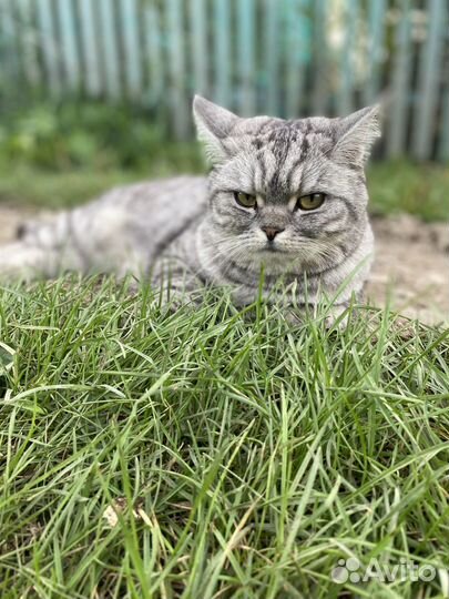 Шотландский прямоухий барсик