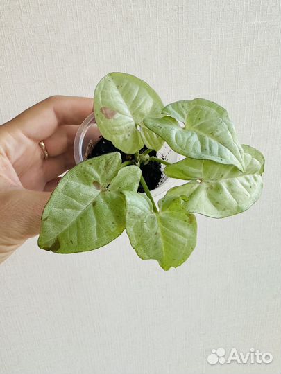 Сингониумы