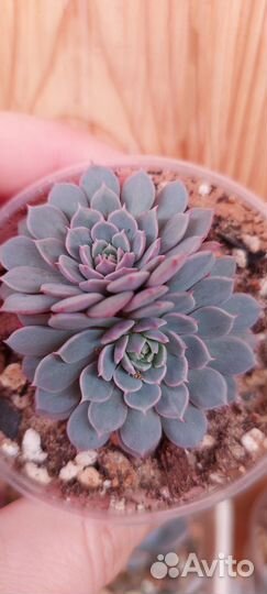 Суккуленты